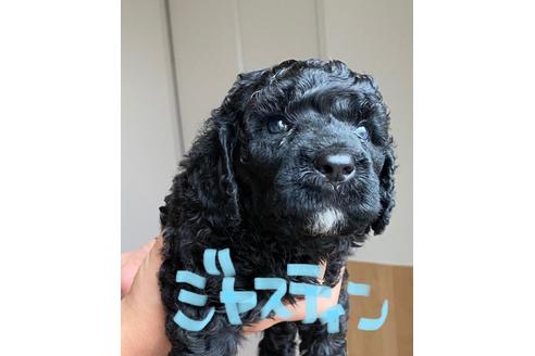 成約済の東京都のミックス犬-102693の52枚目