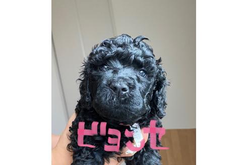 成約済の東京都のミックス犬-102697の15枚目