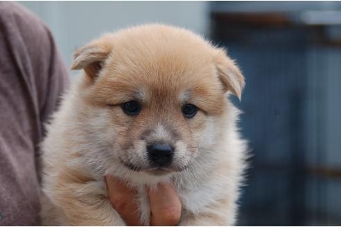 成約済の埼玉県のミックス犬-102709の1枚目