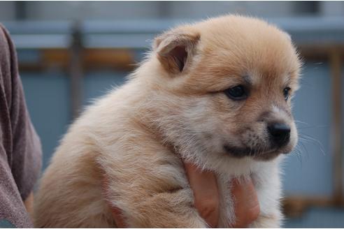 成約済の埼玉県のミックス犬-102709の5枚目