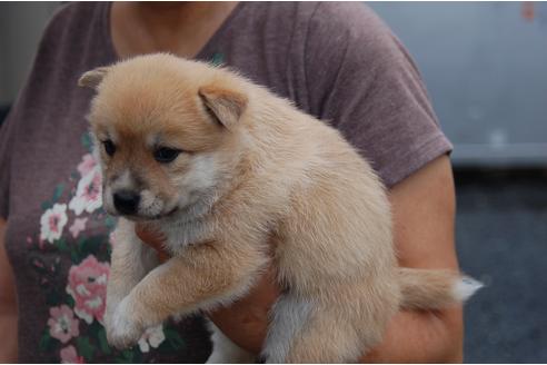 成約済の埼玉県のミックス犬-102709の4枚目