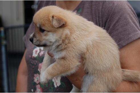 成約済の埼玉県のミックス犬-102709の3枚目