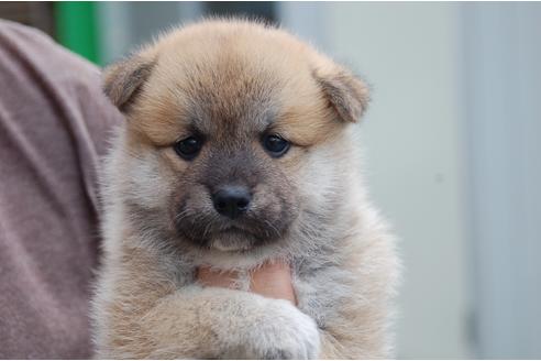 成約済の埼玉県のミックス犬-102710の1枚目