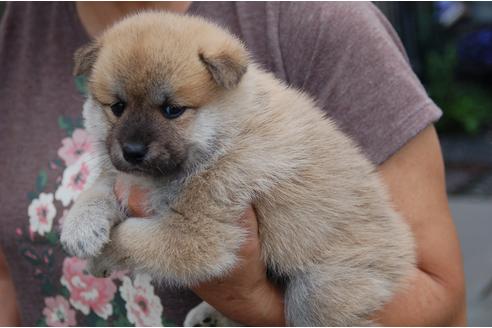 成約済の埼玉県のミックス犬-102710の4枚目