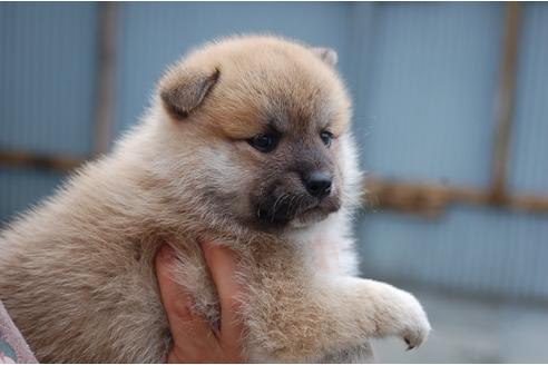 成約済の埼玉県のミックス犬-102710の3枚目