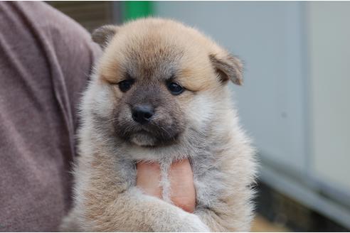 成約済の埼玉県のミックス犬-102710の2枚目