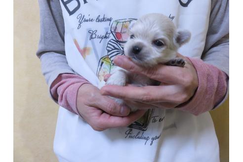 成約済の愛知県のチワワ(ロングコート)-102243の7枚目