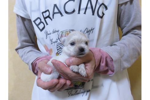 成約済の愛知県のチワワ(ロングコート)-102243の5枚目