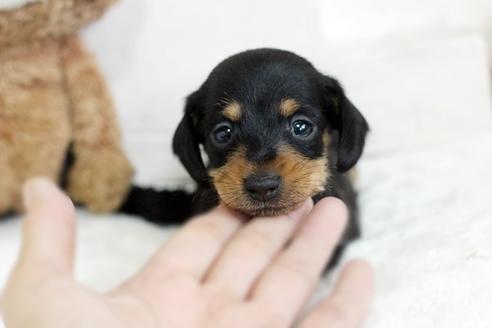 成約済の佐賀県のカニンヘンダックスフンド(ワイヤーヘアード)-102711の1枚目