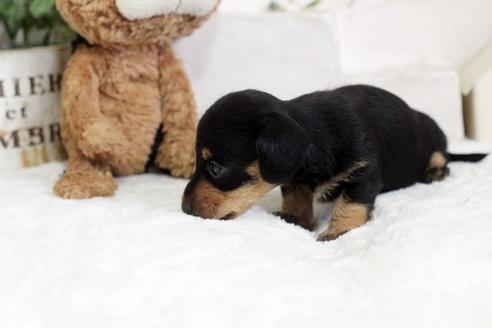 成約済の佐賀県のカニンヘンダックスフンド(ワイヤーヘアード)-102711の5枚目