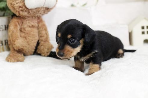 成約済の佐賀県のカニンヘンダックスフンド(ワイヤーヘアード)-102711の4枚目
