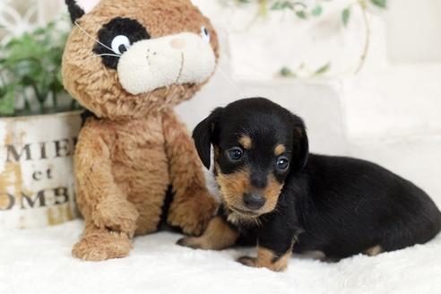 成約済の佐賀県のカニンヘンダックスフンド(ワイヤーヘアード)-102711の3枚目