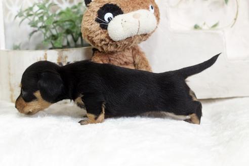 成約済の佐賀県のカニンヘンダックスフンド(ワイヤーヘアード)-102711の2枚目