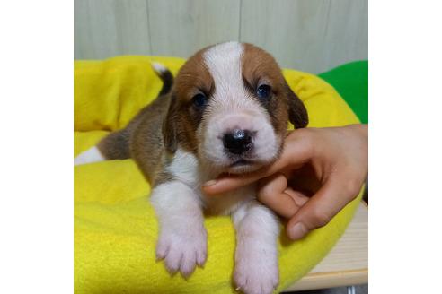 成約済の神奈川県のミックス犬-102442の1枚目