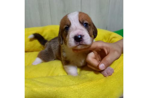 成約済の神奈川県のミックス犬-102442の5枚目