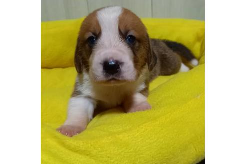 成約済の神奈川県のミックス犬-102442の4枚目