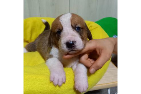 成約済の神奈川県のミックス犬-102442の3枚目