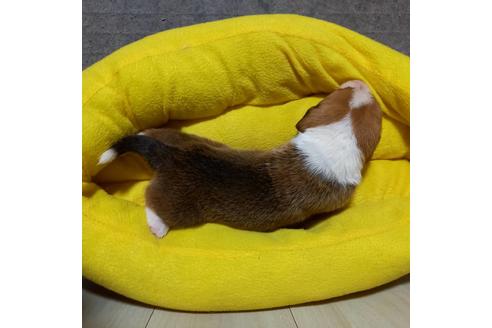 成約済の神奈川県のミックス犬-102442の2枚目