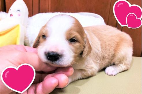 成約済の茨城県のミックス犬-102720
