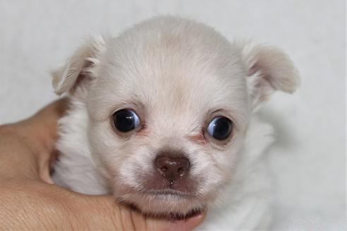 成約済の千葉県のチワワ(ロングコート)-102426の8枚目