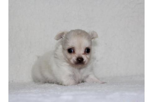 成約済の千葉県のチワワ(ロングコート)-102426の7枚目