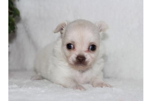 成約済の千葉県のチワワ(ロングコート)-102426の6枚目