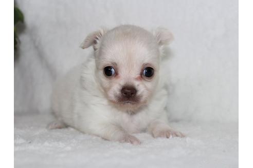 成約済の千葉県のチワワ(ロングコート)-102426の5枚目