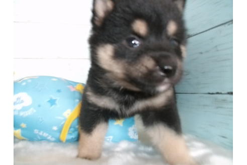 成約済の埼玉県の柴犬-102744の4枚目