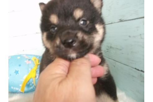成約済の埼玉県の柴犬-102744の3枚目