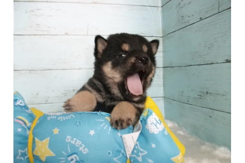 成約済の埼玉県の柴犬-102744の2枚目