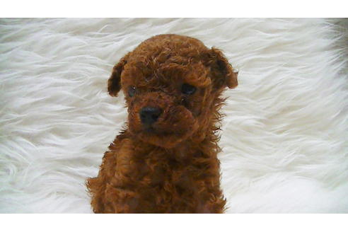 成約済の福岡県のティーカッププードル-100214の12枚目