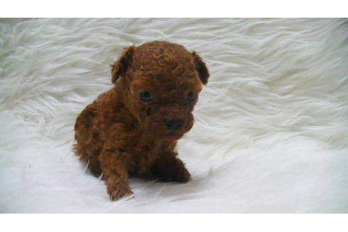 成約済の福岡県のティーカッププードル-100214の11枚目