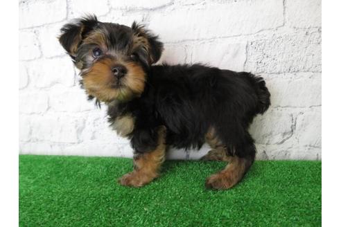 成約済の大阪府のヨークシャーテリア-102782の6枚目