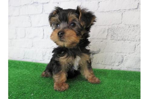 成約済の大阪府のヨークシャーテリア-102782の5枚目