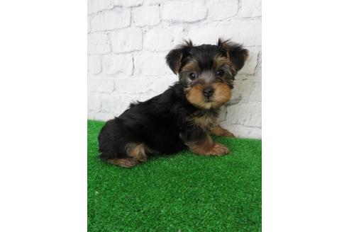 成約済の大阪府のヨークシャーテリア-102782の4枚目