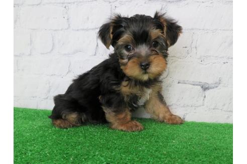 成約済の大阪府のヨークシャーテリア-102782の3枚目