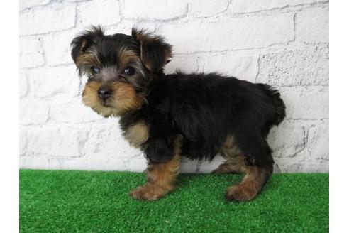 成約済の大阪府のヨークシャーテリア-102782の2枚目