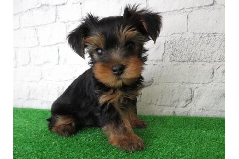 成約済の大阪府のヨークシャーテリア-102784の1枚目