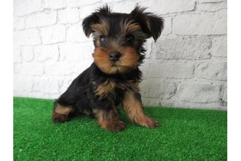 成約済の大阪府のヨークシャーテリア-102784の6枚目