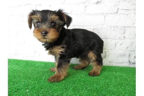 成約済の大阪府のヨークシャーテリア-102784の5枚目