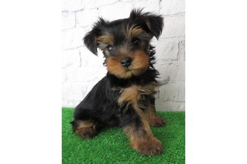 成約済の大阪府のヨークシャーテリア-102784の4枚目