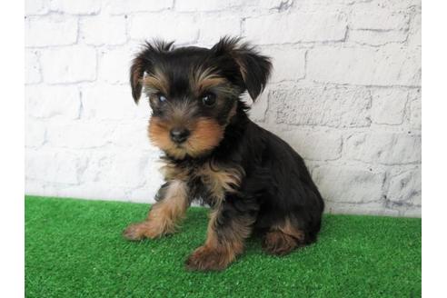 成約済の大阪府のヨークシャーテリア-102784の3枚目
