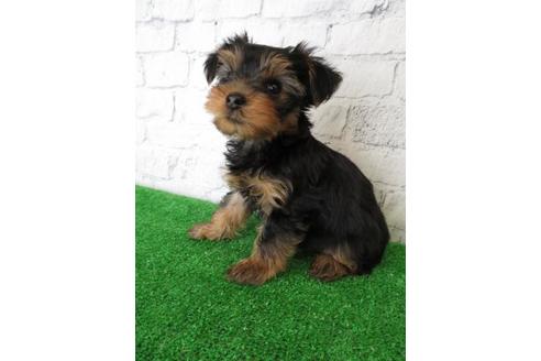 成約済の大阪府のヨークシャーテリア-102784の2枚目