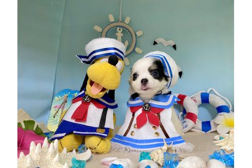 成約済の福岡県のチワワ(ロングコート)-102804の11枚目