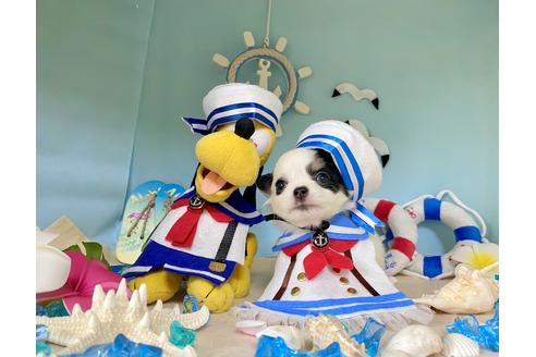 成約済の福岡県のチワワ(ロングコート)-102804の6枚目