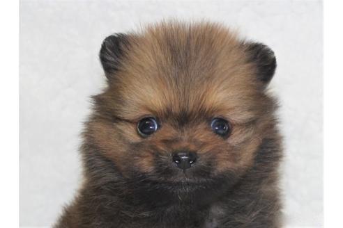 成約済の千葉県のポメラニアン-102301の1枚目