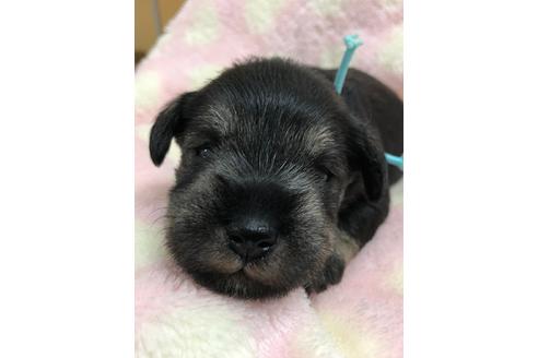 成約済の千葉県のミニチュアシュナウザー-102815の2枚目