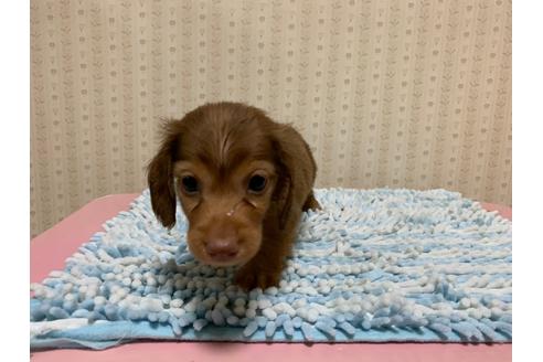 成約済の岡山県のミニチュアダックスフンド(ロングヘアード)-102828の1枚目