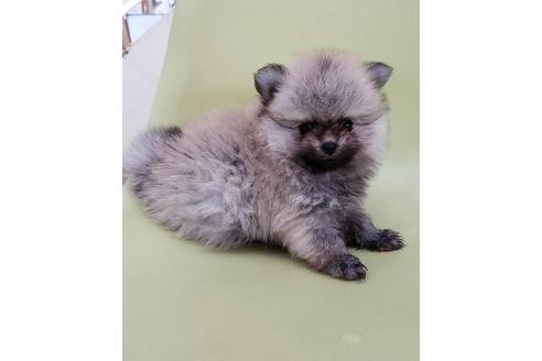 成約済の大阪府のポメラニアン-102845の3枚目