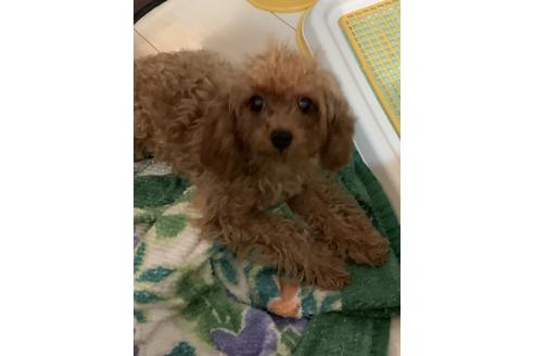 成約済の愛媛県のタイニープードル-102857